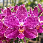 Phalaenopsis Ho's Lovely Amethyst