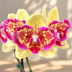 Phalaenopsis I-Hsin Spot Leopard (peloric)