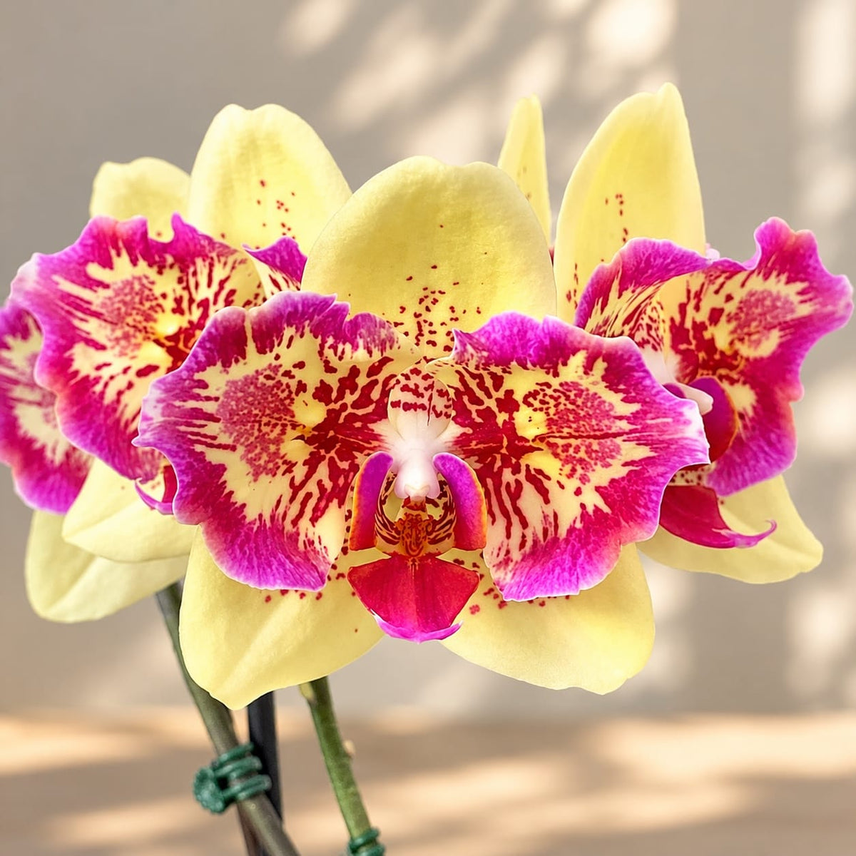 Phalaenopsis I-Hsin Spot Leopard (peloric)