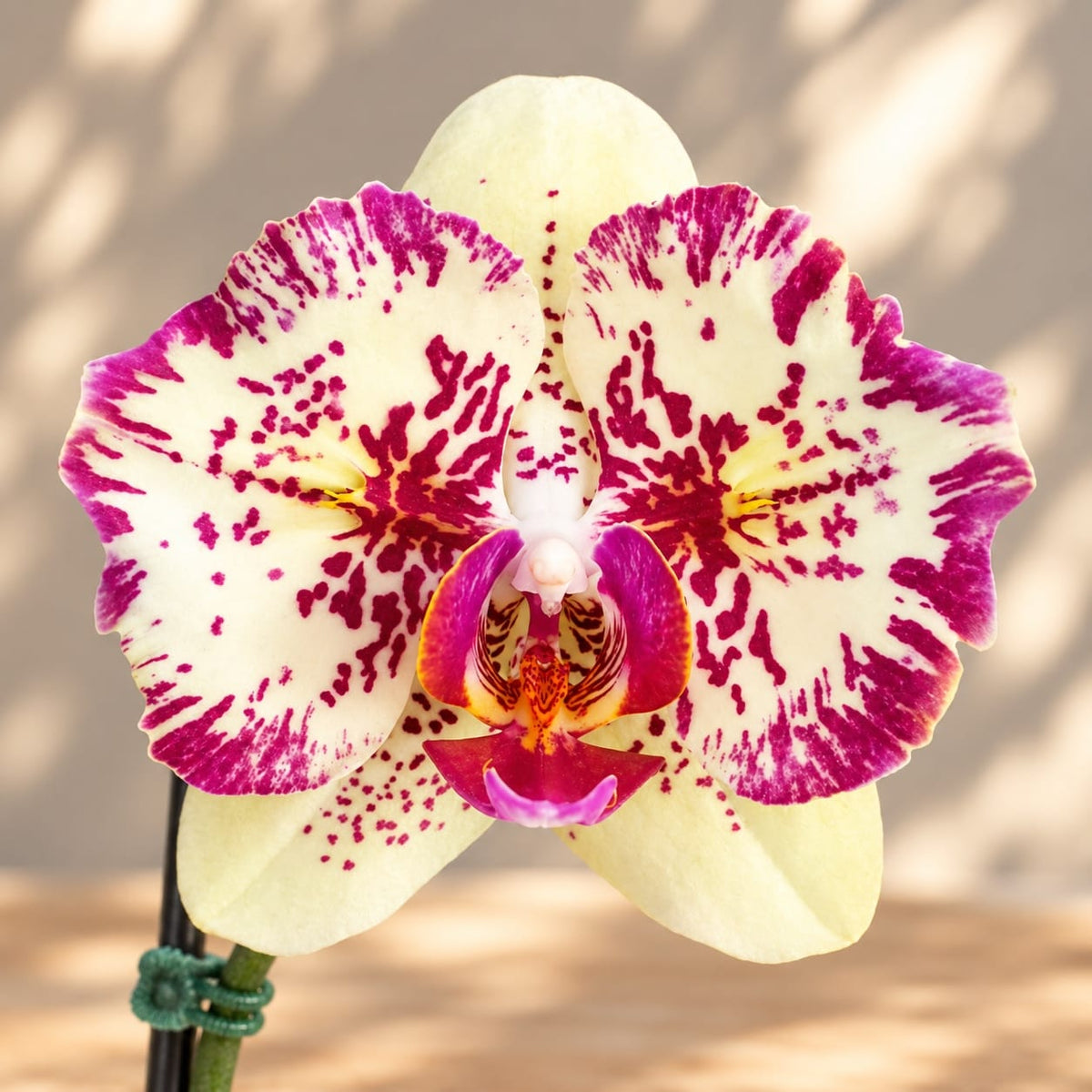 Phalaenopsis I-Hsin Spot Leopard (peloric)