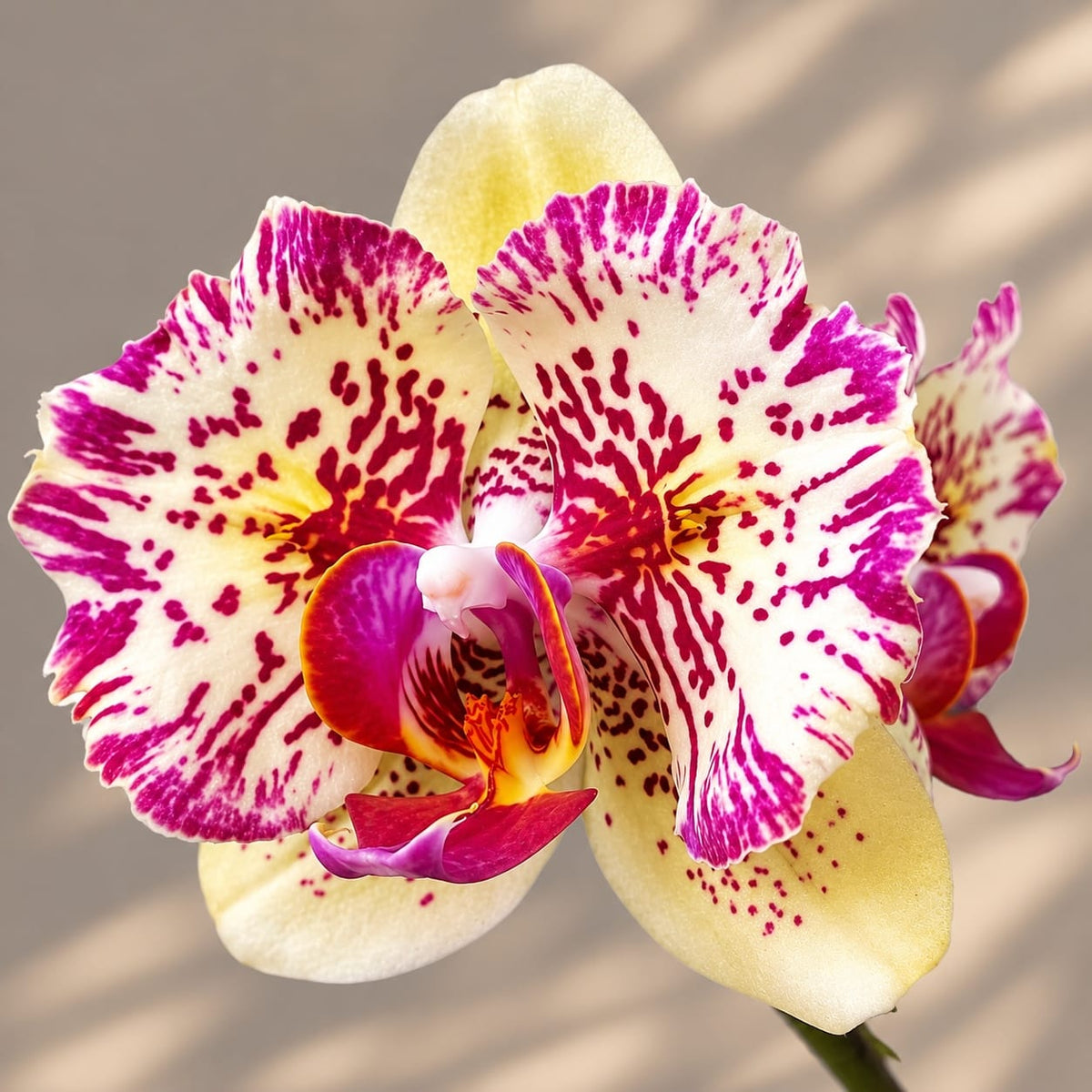 Phalaenopsis I-Hsin Spot Leopard (peloric)