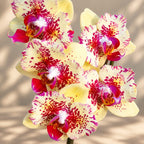 Phalaenopsis I-Hsin Spot Leopard (peloric)