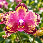 Phalaenopsis I-Hsin The Big Bang '959'