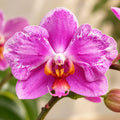 Phalaenopsis Jiuhbao Pink Lady '485' (peloric)