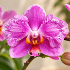 Phalaenopsis Jiuhbao Pink Lady '485' (peloric)