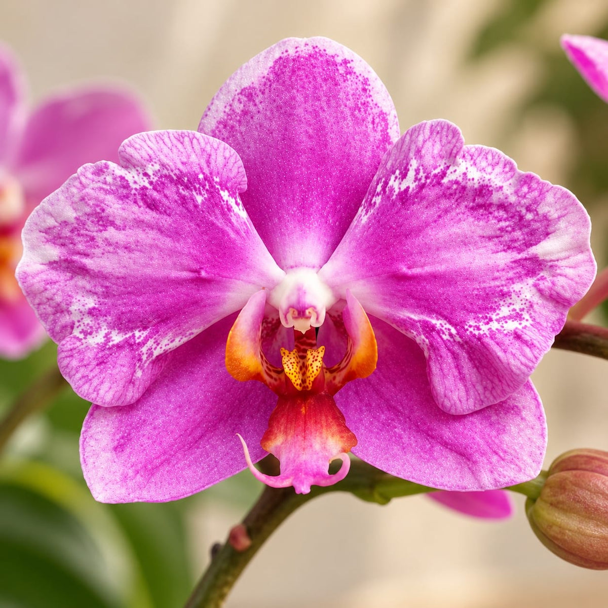 Phalaenopsis Jiuhbao Pink Lady '485' (peloric)