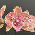 Phalaenopsis King Car Marble '717' (Big Lip)