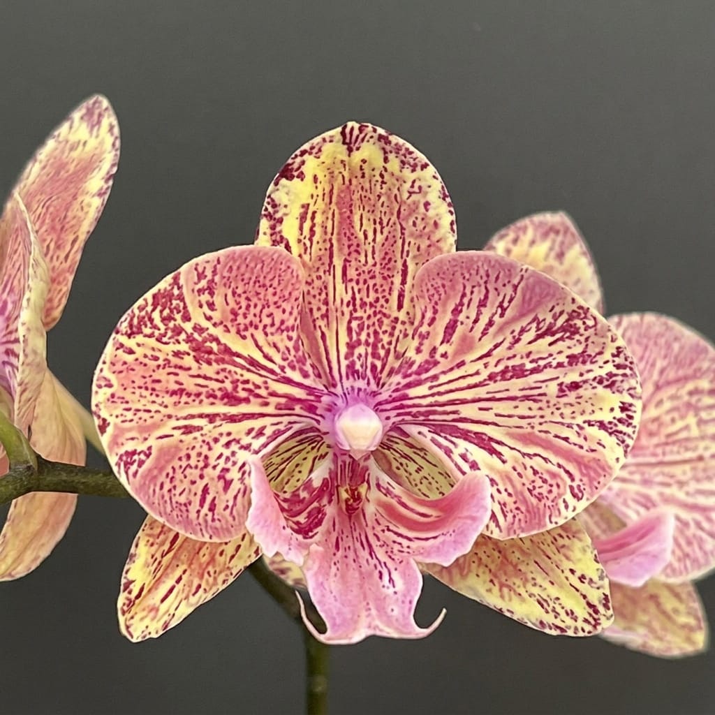Phalaenopsis King Car Marble '717' (Big Lip)