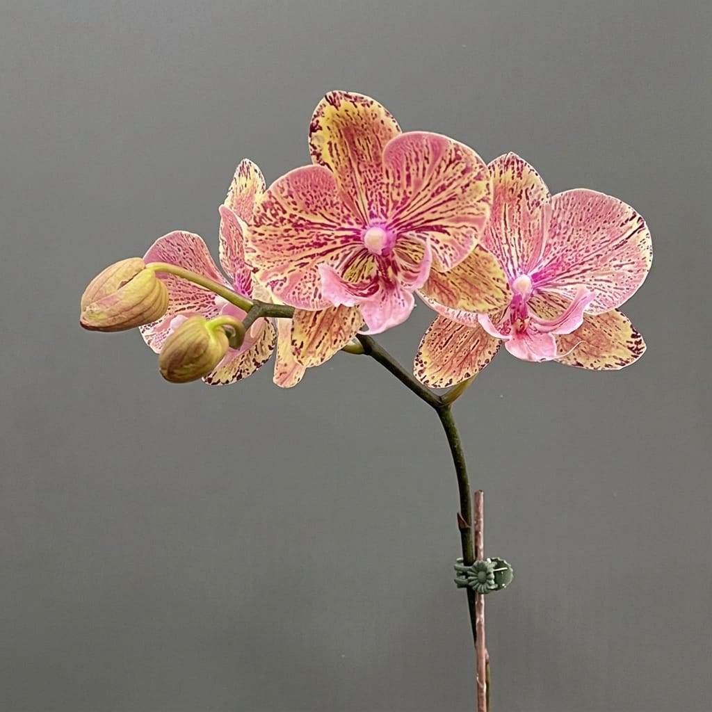 Phalaenopsis King Car Marble '717' (Big Lip)