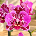 Phalaenopsis Lioulin Bright Violet '3885' (peloric)&nbsp;