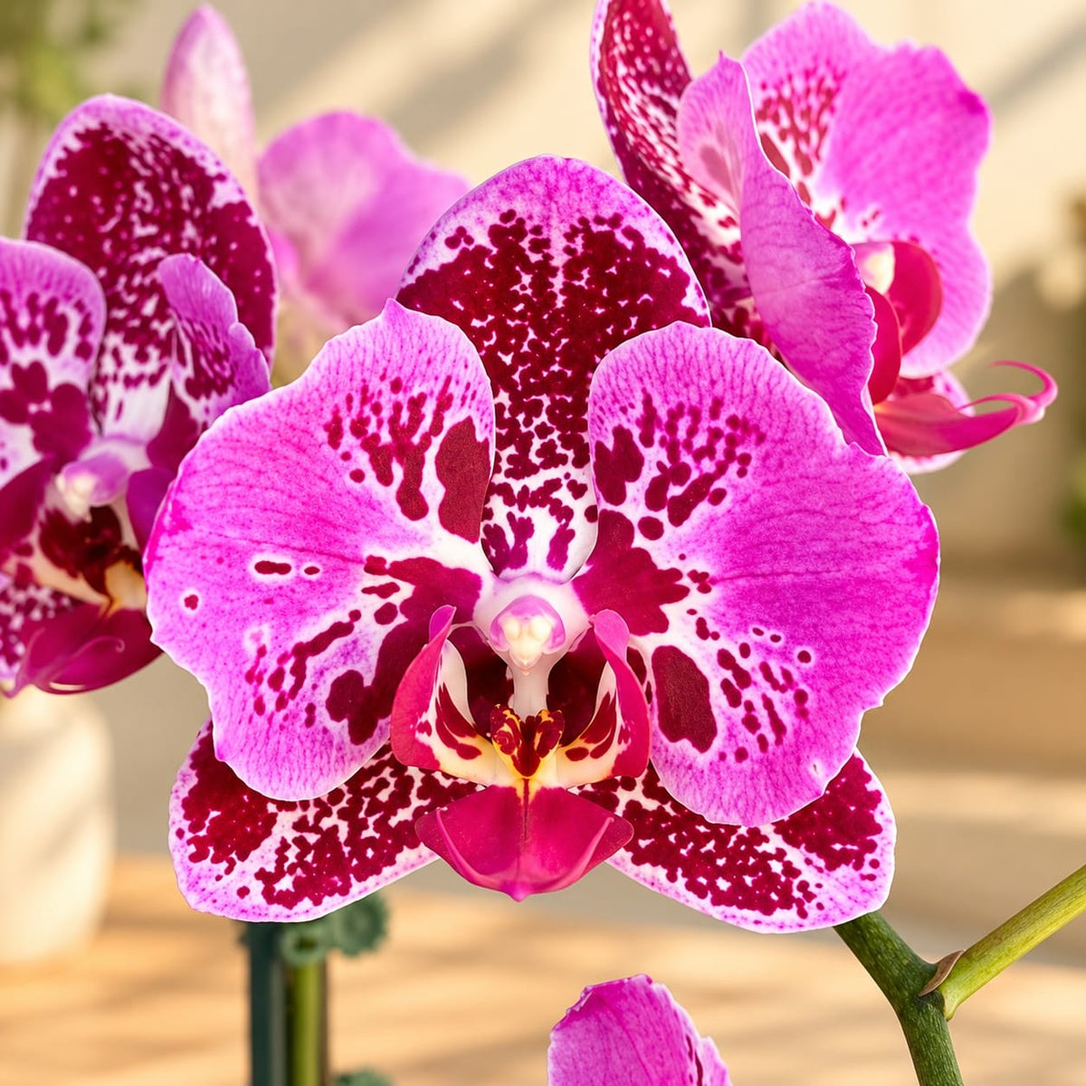 Phalaenopsis Lioulin Bright Violet '3885' (peloric)&nbsp;