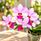 Phalaenopsis Liu's Cute Angel