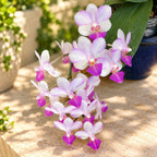 Phalaenopsis Liu's Triprince 'Sakura'