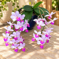 Phalaenopsis Liu's Triprince 'Sakura'
