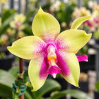 Phalaenopsis Meidarland Kaiulani 'Bubble'