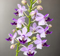 Phalaenopsis Memoria Val Rettig