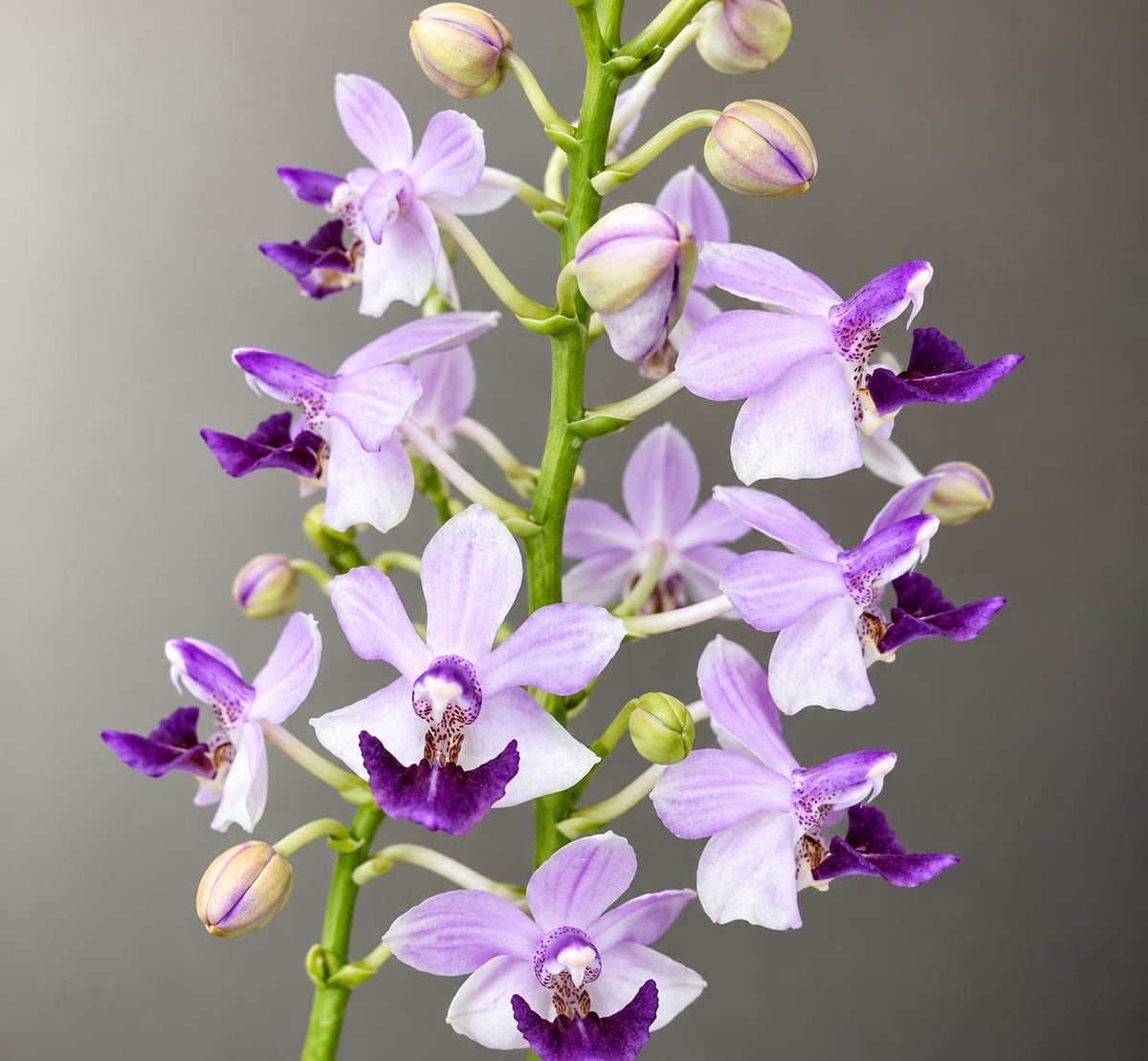 Phalaenopsis Memoria Val Rettig