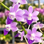 Phalaenopsis Miki Blue Fantasy '530'
