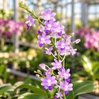 Phalaenopsis Miki Blue Fantasy '530'