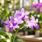 Phalaenopsis Miki Blue Fantasy '530'