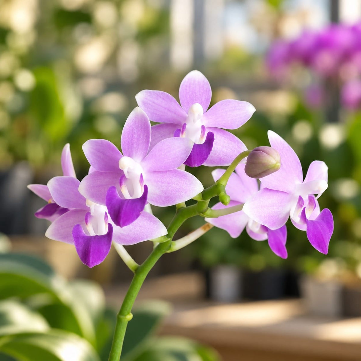Phalaenopsis Miki Blue Fantasy '530'