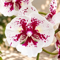 Phalaenopsis Miki Dancer '63' (big lip peloric)