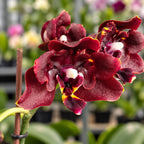 Phalaenopsis Miki Fire Bat 'Jet Black'