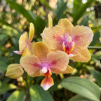 Phalaenopsis Miki Fire Bat 'Venus' (peloric)