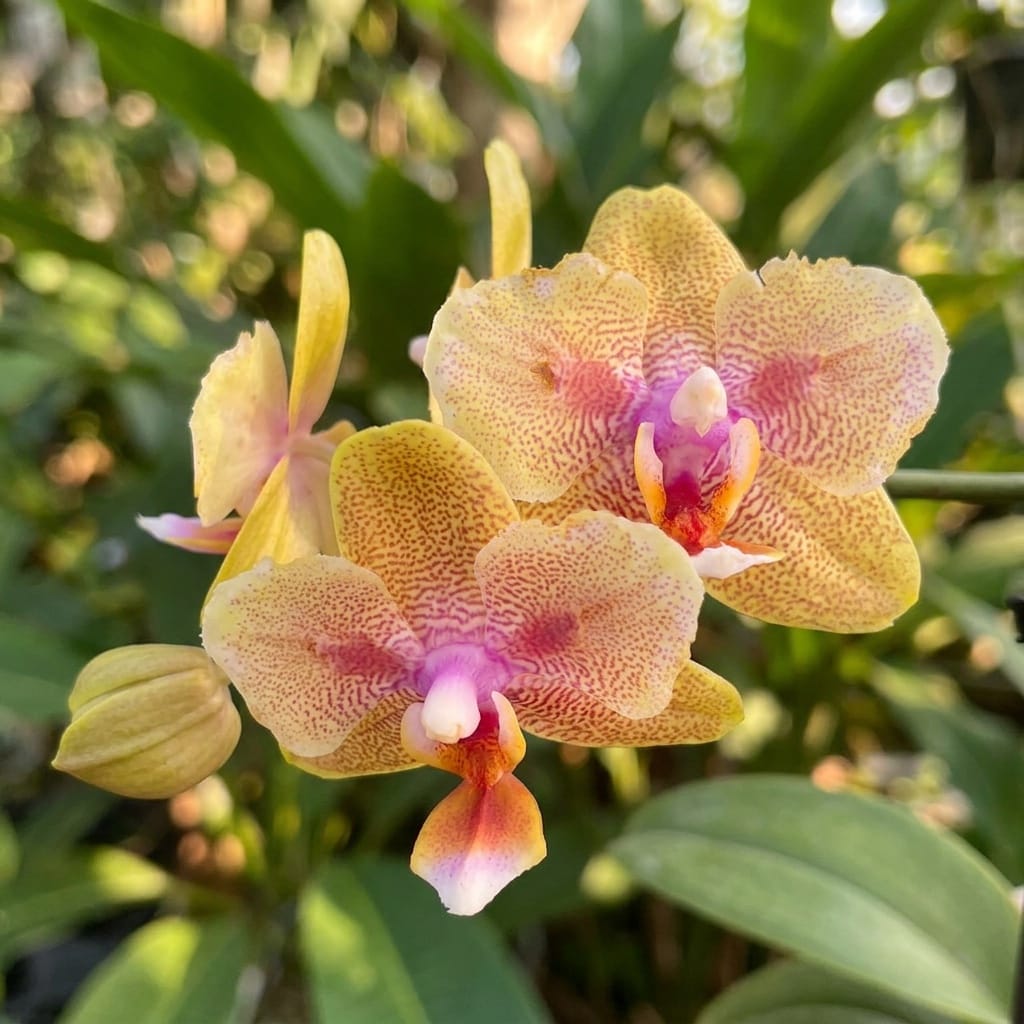 Phalaenopsis Miki Fire Bat 'Venus' (peloric)