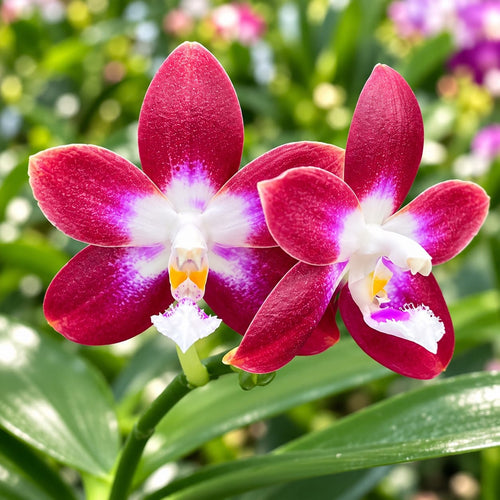 Phalaenopsis Miki Fly Eagle C1 'Edison'