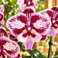 Phalaenopsis Miki Lord (peloric big lip)