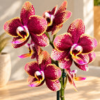 Phalaenopsis Miki Pearl Bang 'Flash'