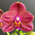 Phalaenopsis Mituo Sun King