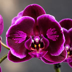 Phalaenopsis OX Black Face (peloric)