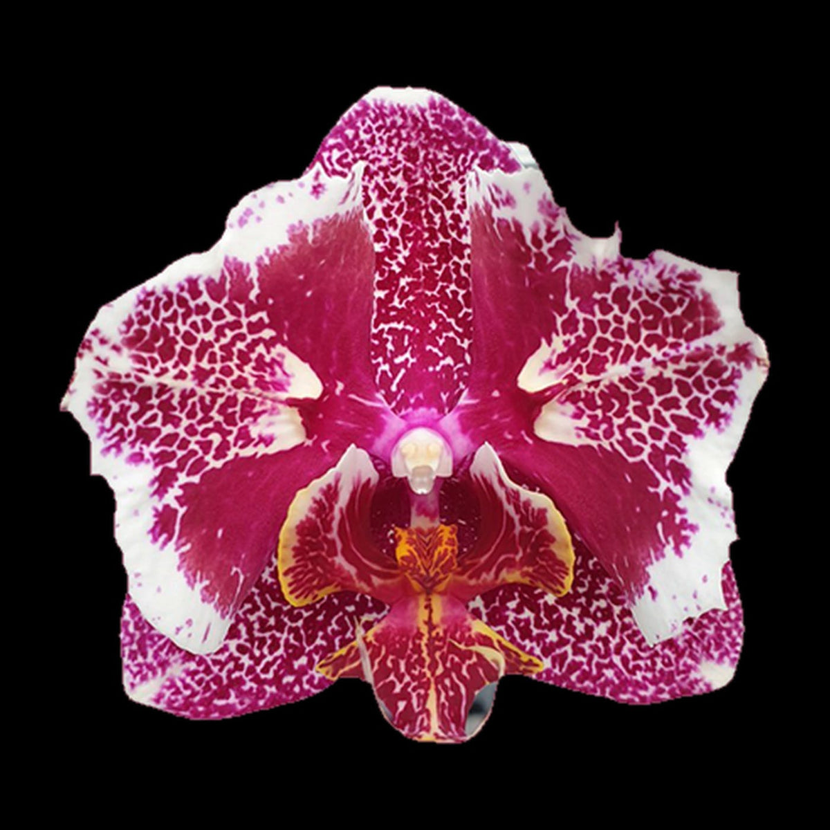 Phalaenopsis OX Burgundy (peloric)