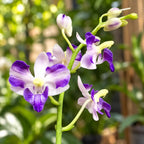 Phalaenopsis pulcherrima var. coerulea 'Splash'