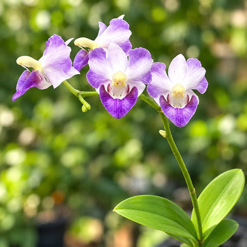 Phalaenopsis pulcherrima var. coerulea 'Splash'