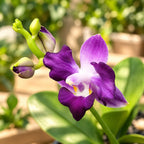 Phalaenopsis pulcherrima var. coerulea 'Splash'