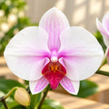 Phalaenopsis Sakura Hime