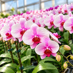 Phalaenopsis Sakura Hime