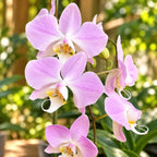 Phalaenopsis sanderiana