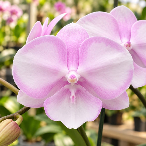 Phalaenopsis SKB Sakura