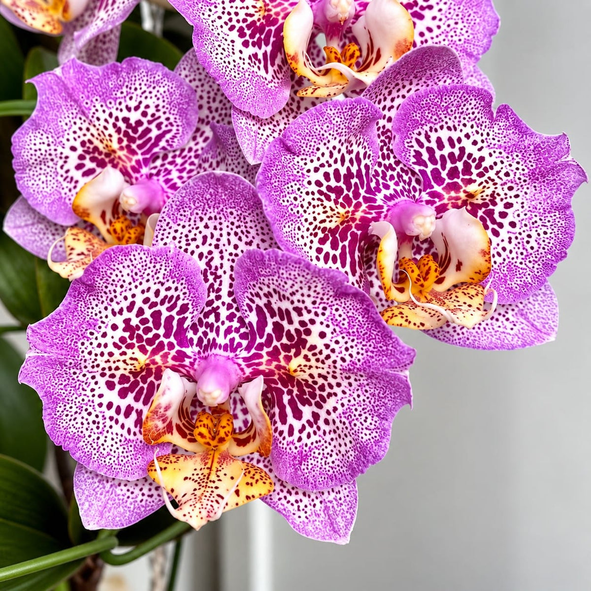 Phalaenopsis Sogo Diamond 'HLW' (peloric)