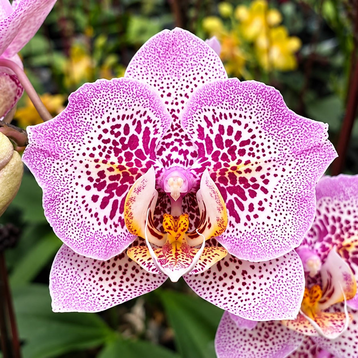 Phalaenopsis Sogo Diamond 'HLW' (peloric)