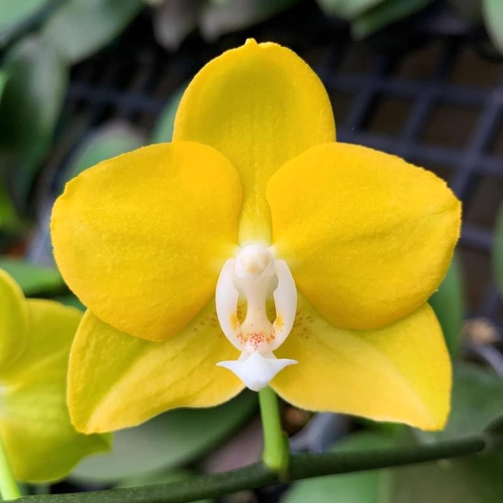 Phalaenopsis Sogo Meili