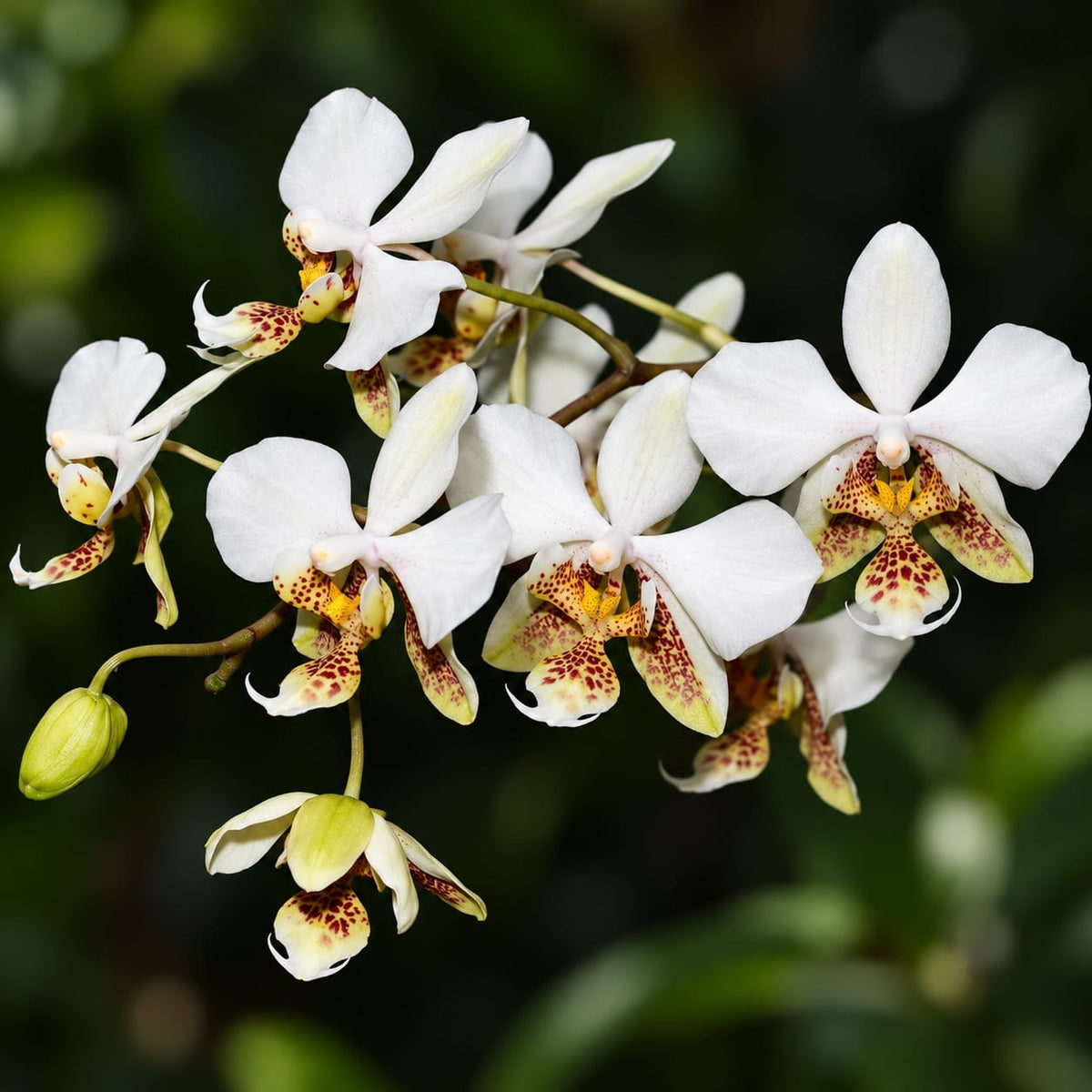 Phalaenopsis stuartiana