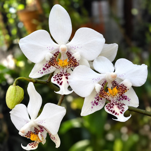 Phalaenopsis stuartiana - ароматни цветове