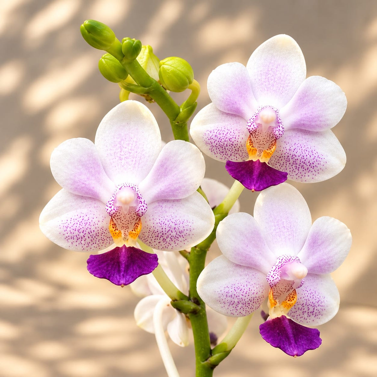 Phalaenopsis Su's Glad Kid 'Blue' (silver leaves)