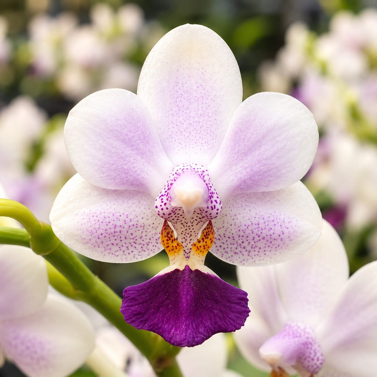 Phalaenopsis Su's Glad Kid 'Blue' (silver leaves)