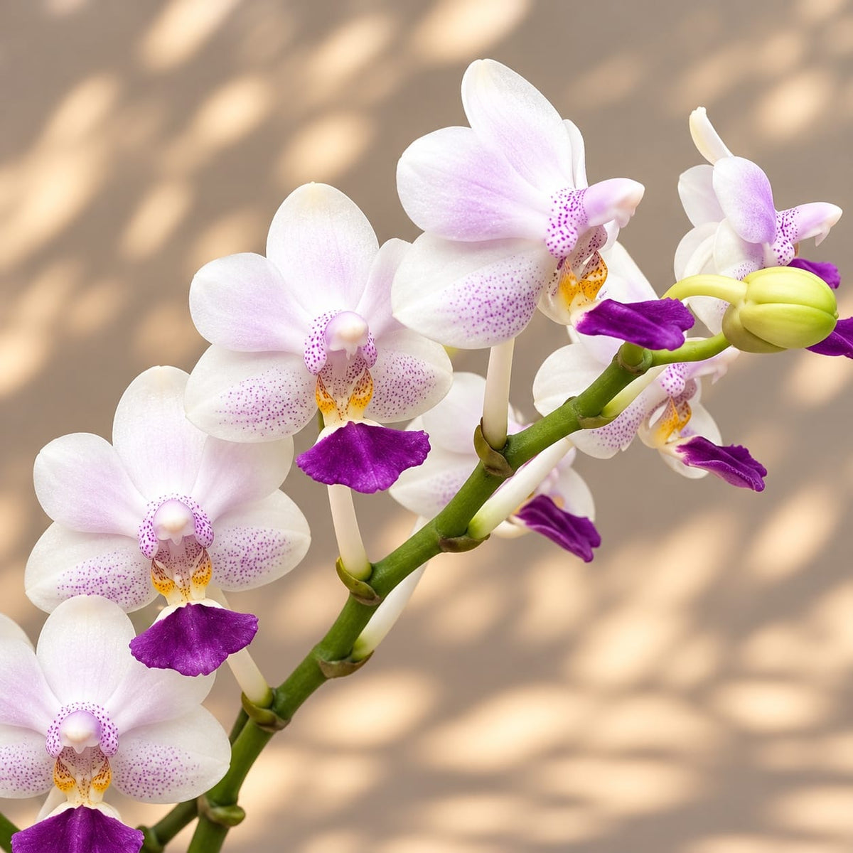 Phalaenopsis Su's Glad Kid 'Blue' (silver leaves)